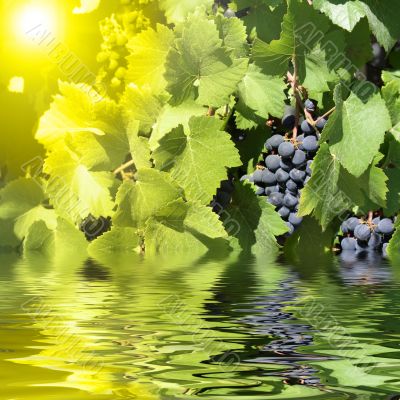 blue grapes in summer