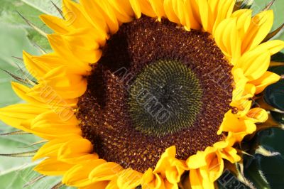 sunflower