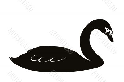 Black swan