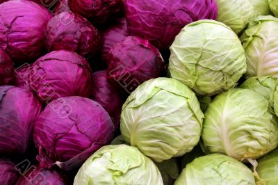 white and purple cabbage