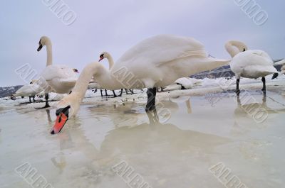 Swans on frozen river