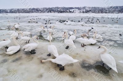 Swans on frozen river