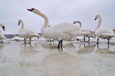 Swans on frozen river
