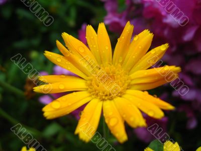 beautiful flower of yellow calendula