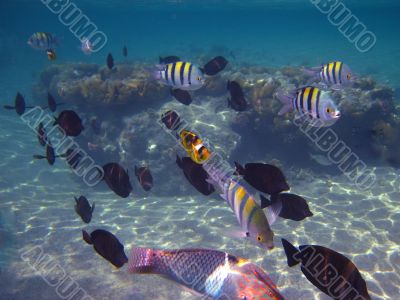 many colorful fish