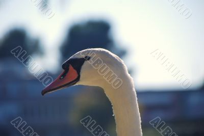 swan closeup