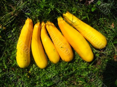 yellow squash