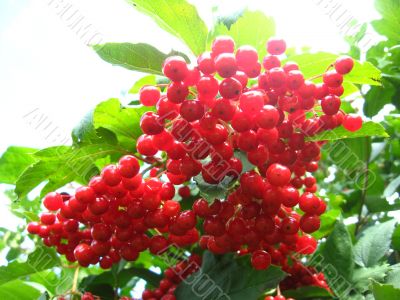 Cluster of a red ripe guelder-rose