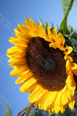 Close-up of sunflower