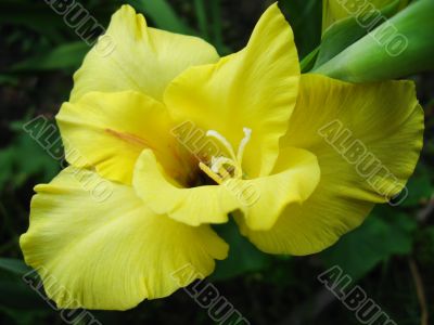 a beautiful flower of gladiolus