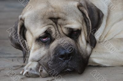 English mastiff