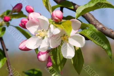 Apple Blossom