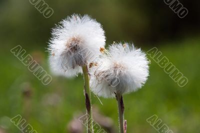 Dandelions