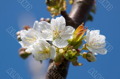 Cherry Blossom