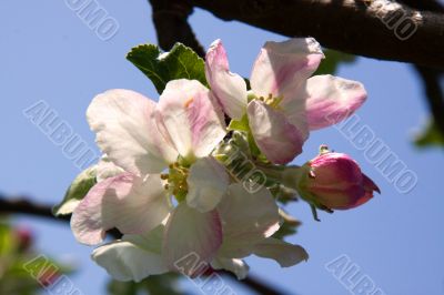 Apple Blossom