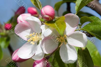 Apple Blossom