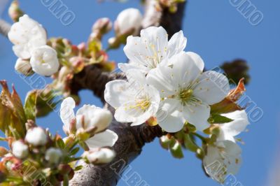 Cherry Blossom