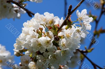 Cherry Blossom
