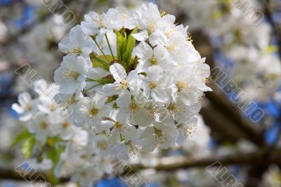 Cherry Blossom