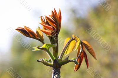 Spring