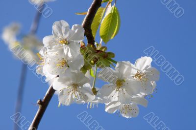 Cherry Blossom