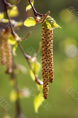 Birch