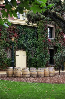 Napa valley vineyard, California