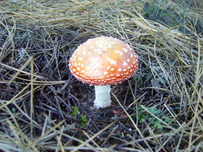 mushroom red
