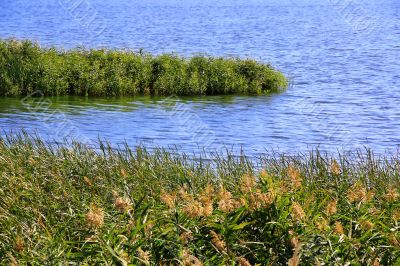 Bulrush and lake in summer