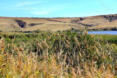 Summer landscape with ravine and bulrush
