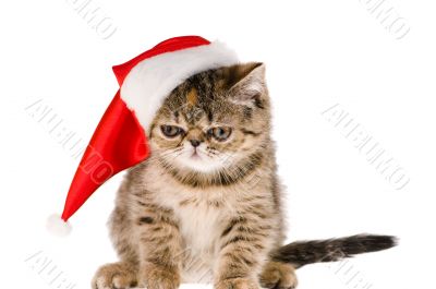 kitten santa