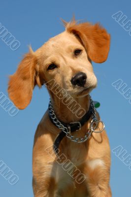 puppy brittany spaniel