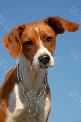 young brittany spaniel
