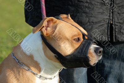 dog and muzzle