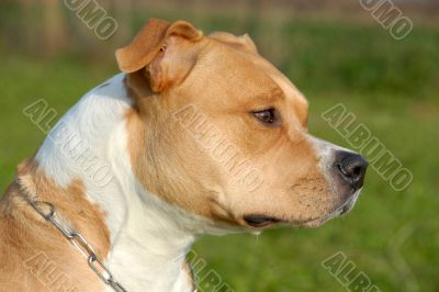 american staffordshire terrier
