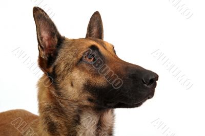 malinois