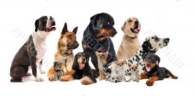 group of dogs