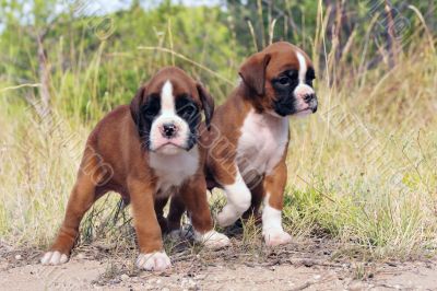 puppies boxer