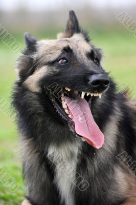 aggressive belgian shepherd tervueren 