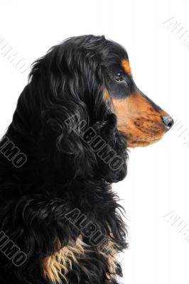 puppy english cocker