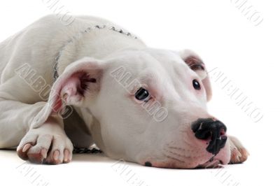 young  dogo argentino