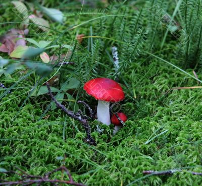mushroom russula