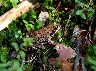Forest Frog 