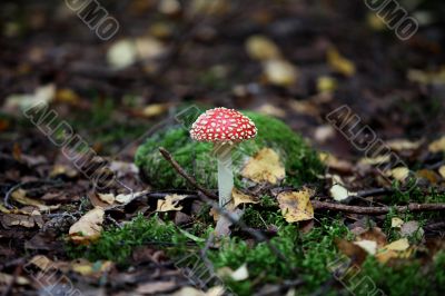 agaric