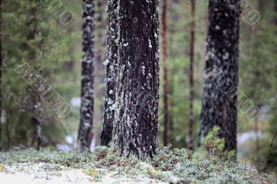 pine forest     