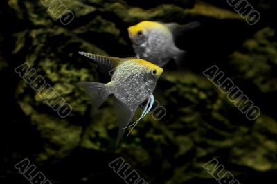 fish angelfish    