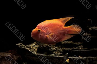 parrot fish    