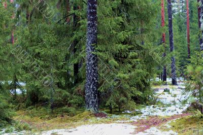 pine trees