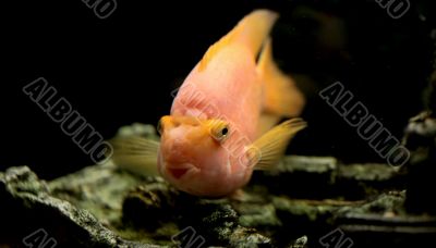 parrot fish    