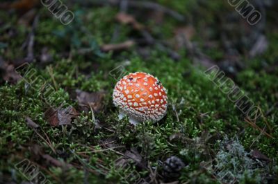fungus agaric